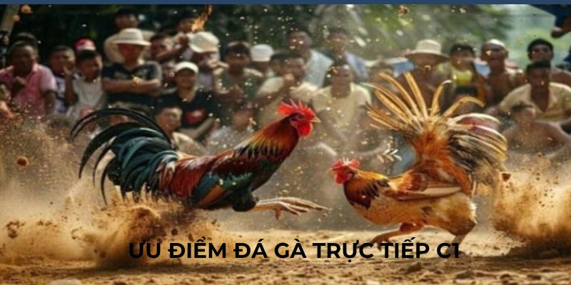 Những ưu điểm nổi bật mà đá gà trực tiếp c1 đem lại
